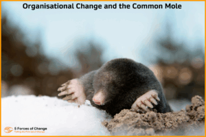 A common mole peers out of the snow, showing its pink snout, brown fur and pink claws.
